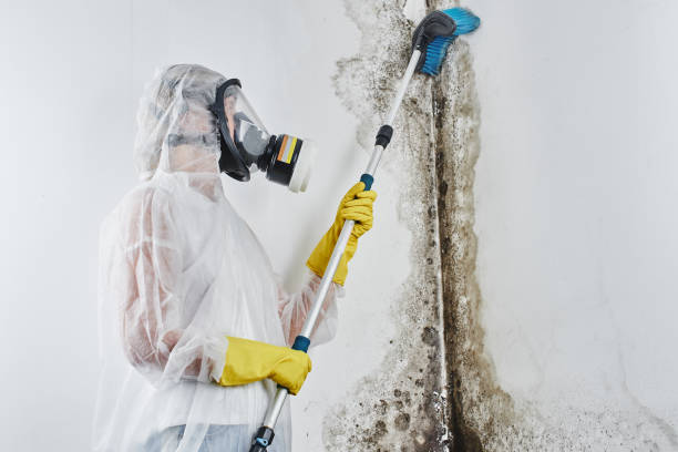 Best Mold Testing  in Lockwood, MO