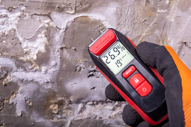 Best Same-Day Mold Removal  in Lockwood, MO