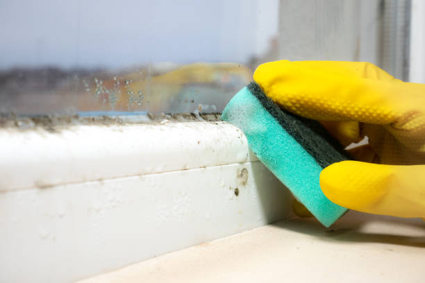 Best Professional Mold Removal  in Lockwood, MO