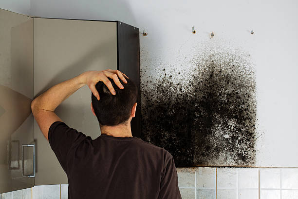 Mold Testing and Removal in Lockwood, MO