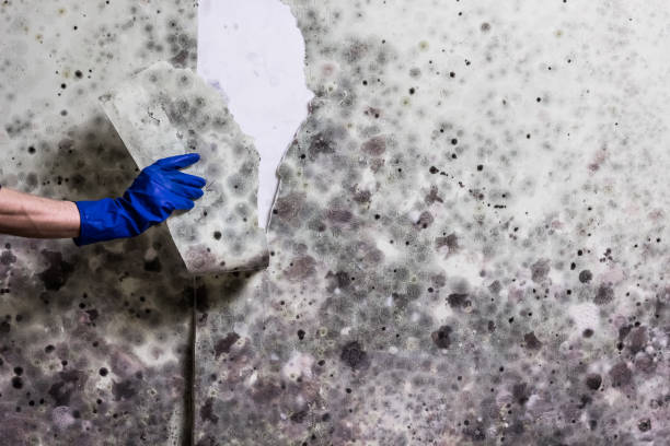 Best Toxic Mold Removal  in Lockwood, MO